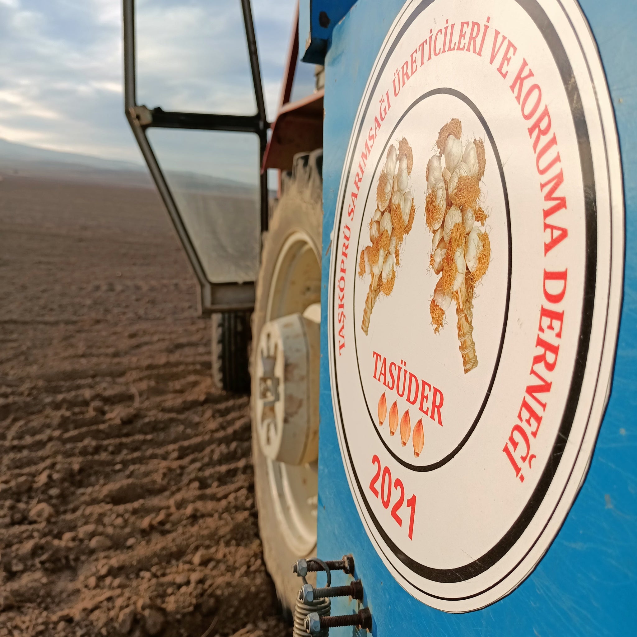 Sarımsak Tohumu Nereden Alınır? En Doğru Adresi Seçmenin Püf Noktaları