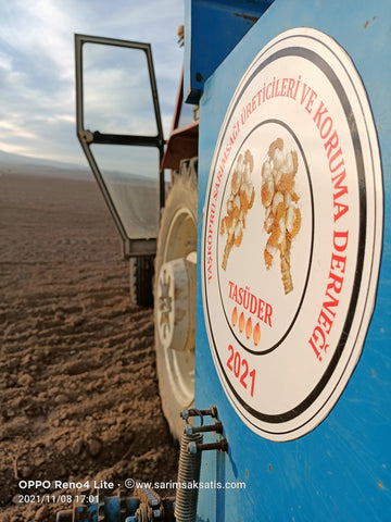 Sarımsak Tohumu Nereden Alınır? En Doğru Adresi Seçmenin Püf Noktaları