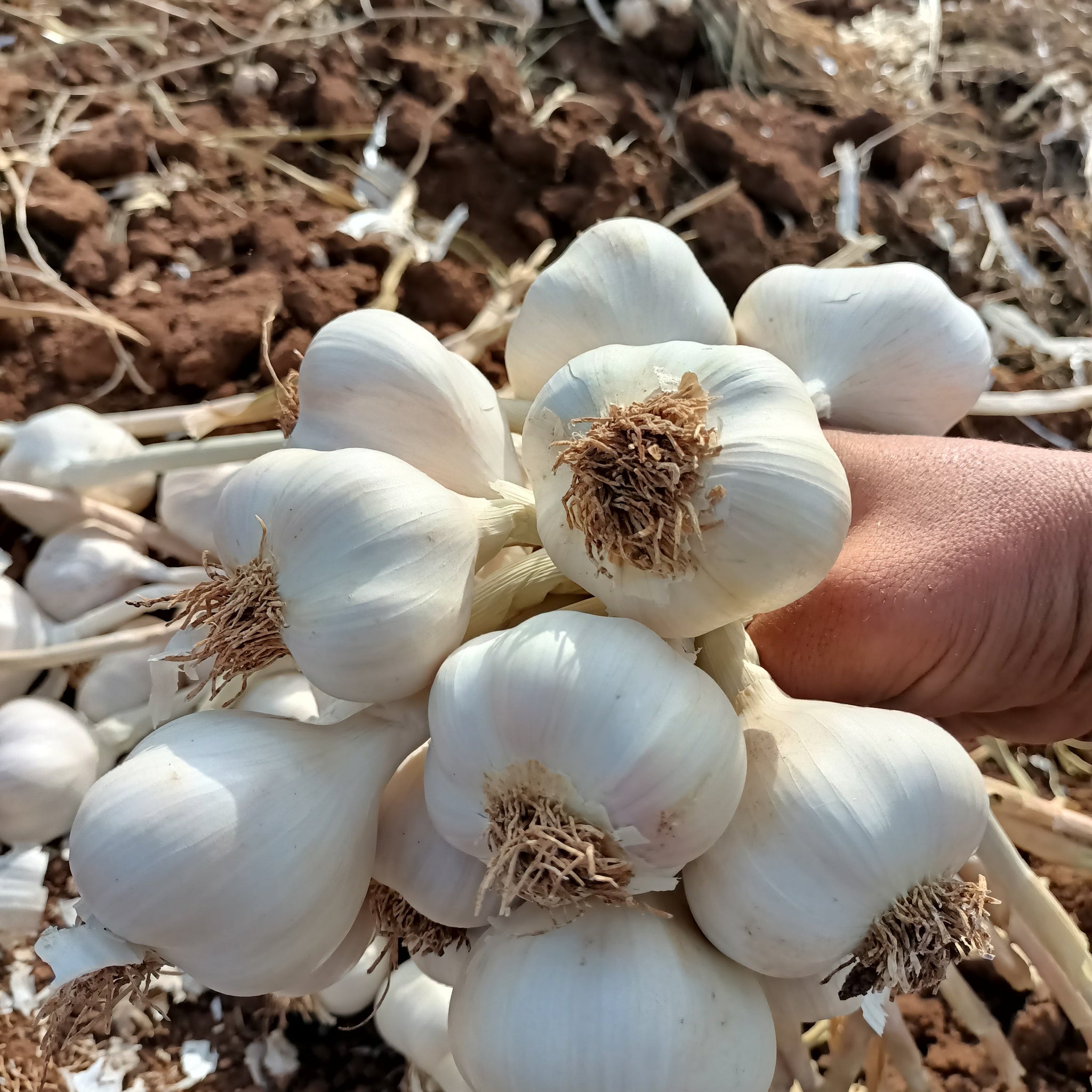 Sarımsak Çok Su İster mi? | Sarımsak Sulama Zamanı ve Püf Noktaları - Sarımsak Satış