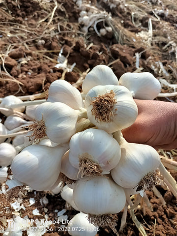 Sarımsak Çok Su İster mi? | Sarımsak Sulama Zamanı ve Püf Noktaları - Sarımsak Satış