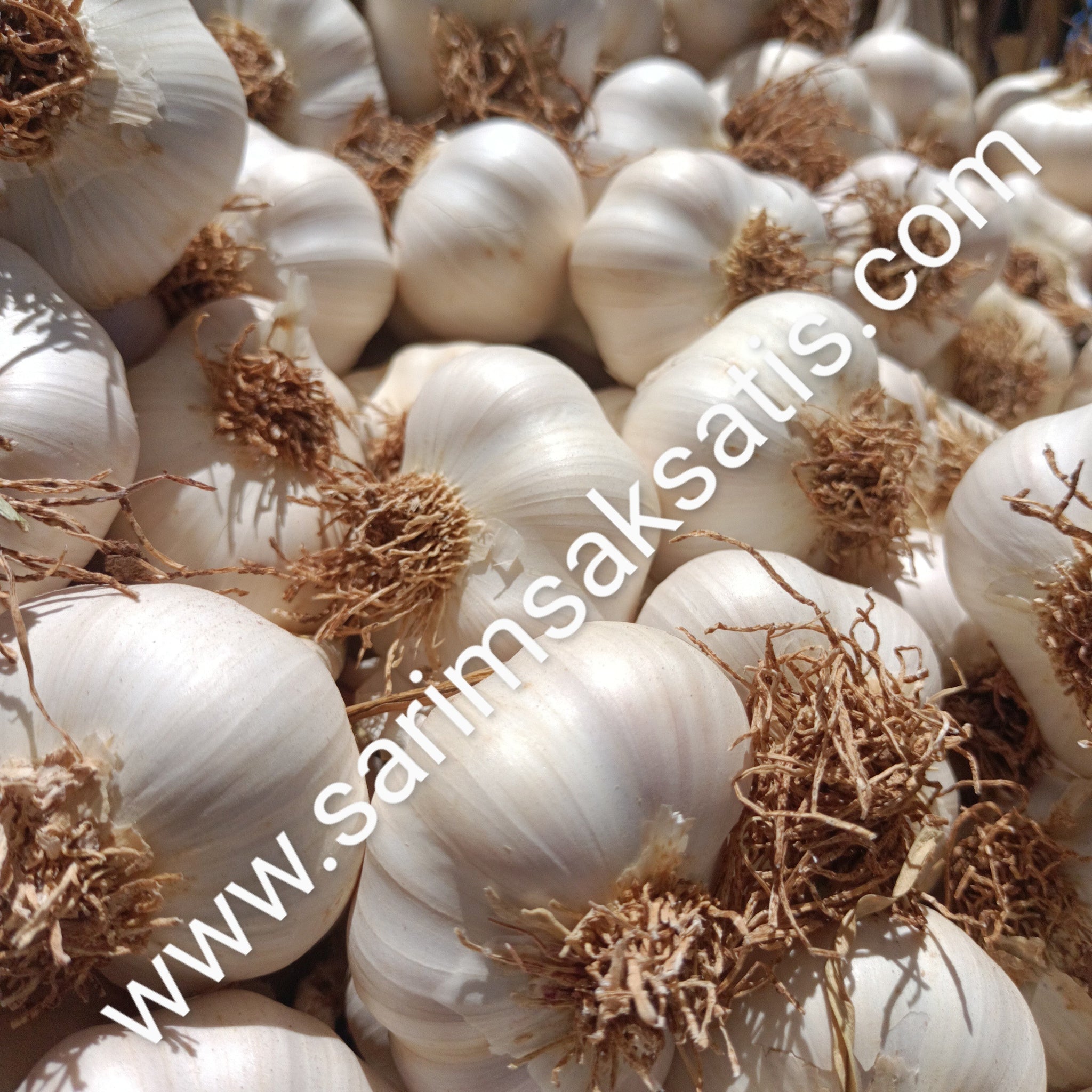 Sarımsak Tohumu Hangi Ayda Ekilir?