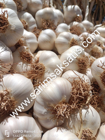 Sarımsak Tohumu Hangi Ayda Ekilir?