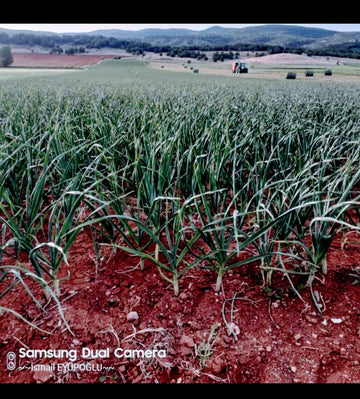 1 Donume Ne Kadar Sarimsak Ekilir