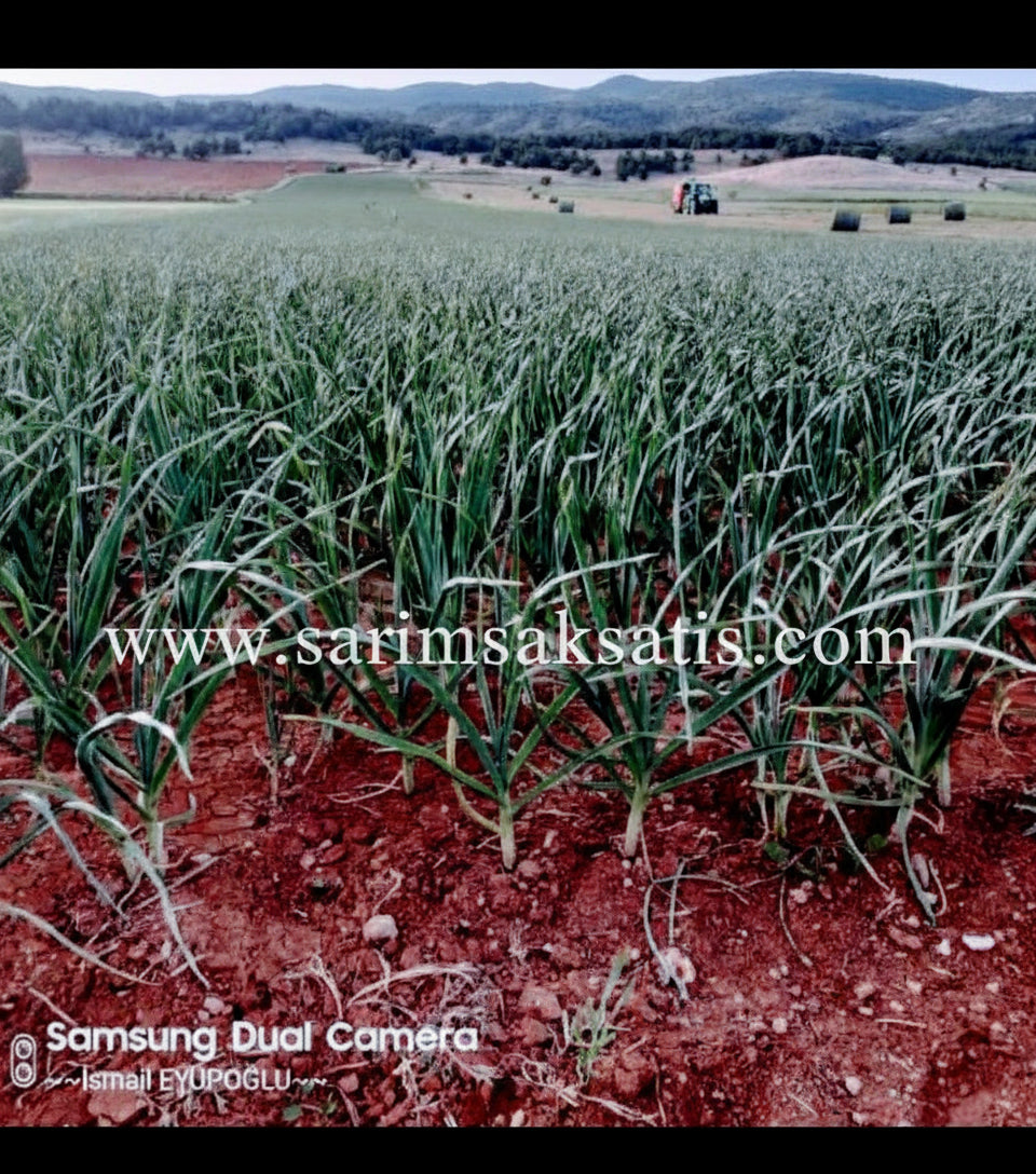 Kastamonu Sarımsağı | Taze Sarımsak | Sarımsak Tohumu