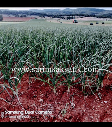 Kastamonu Sarımsağı | Taze Sarımsak | Sarımsak Tohumu