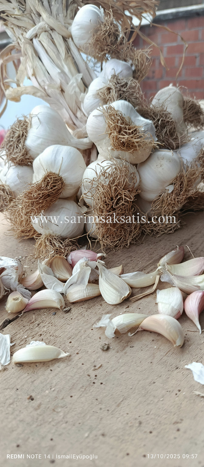 Tanelenmiş Sarımsak Tohumu