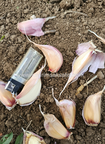 Tanelenmiş Sarımsak Tohumu