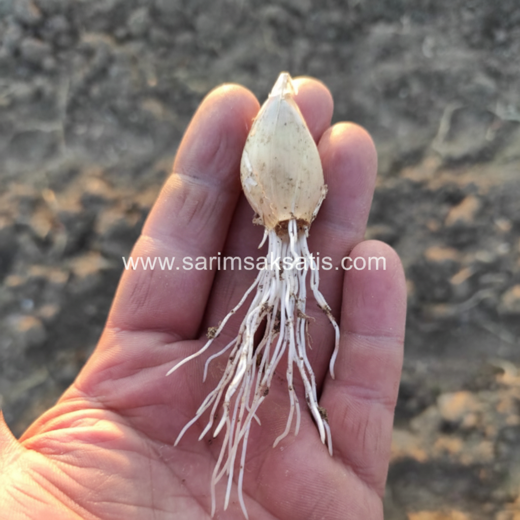 Sarımsak Tohumu Satışı | Yerli ve Verimli Sarımsak Tohumu - Sarimsaksatis.com