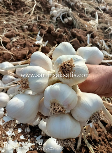 Kaliteli  Taşköprü Sarımsağı