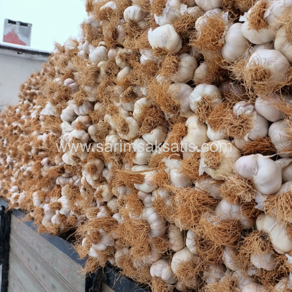 Toptan sarimsak satışı Kastamonu www.sarimsaksatis.com
