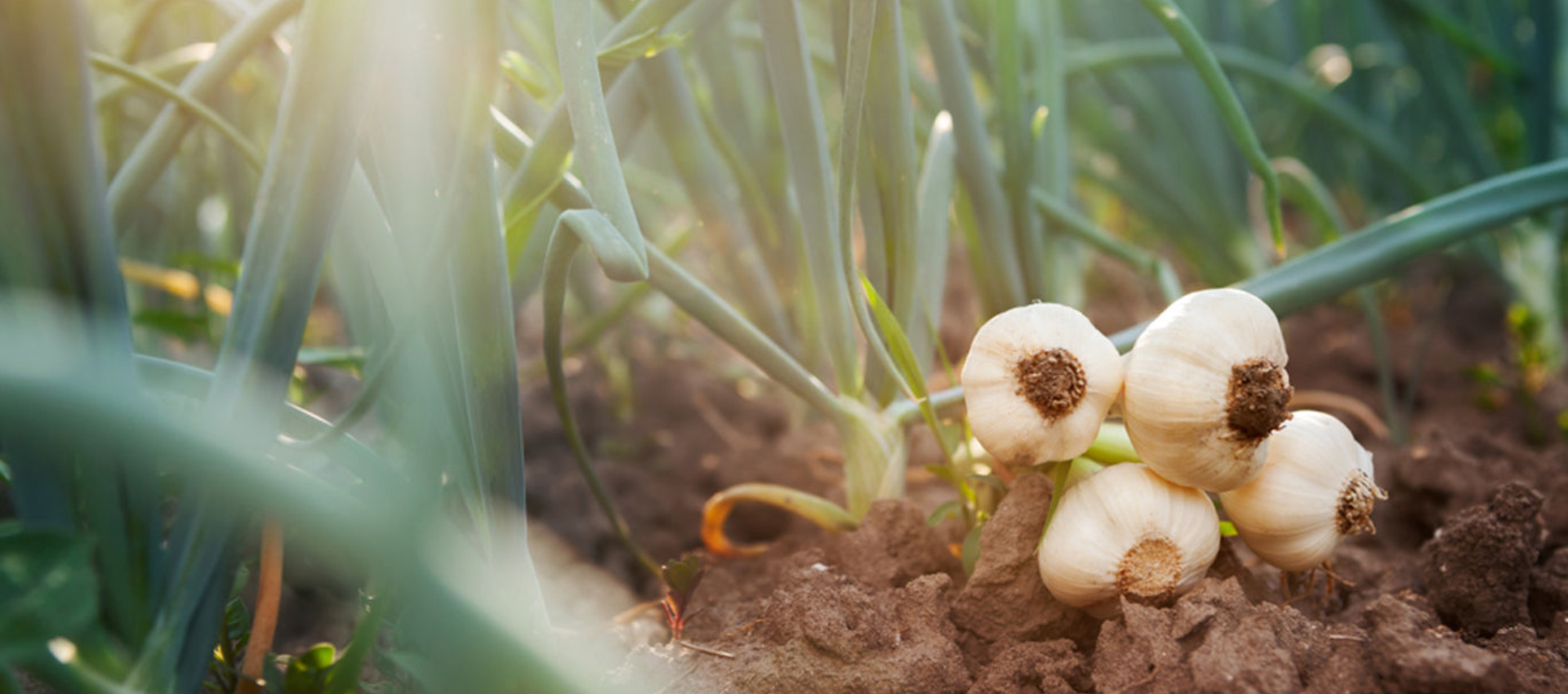 slider image 1621243260e1af0c20-0
